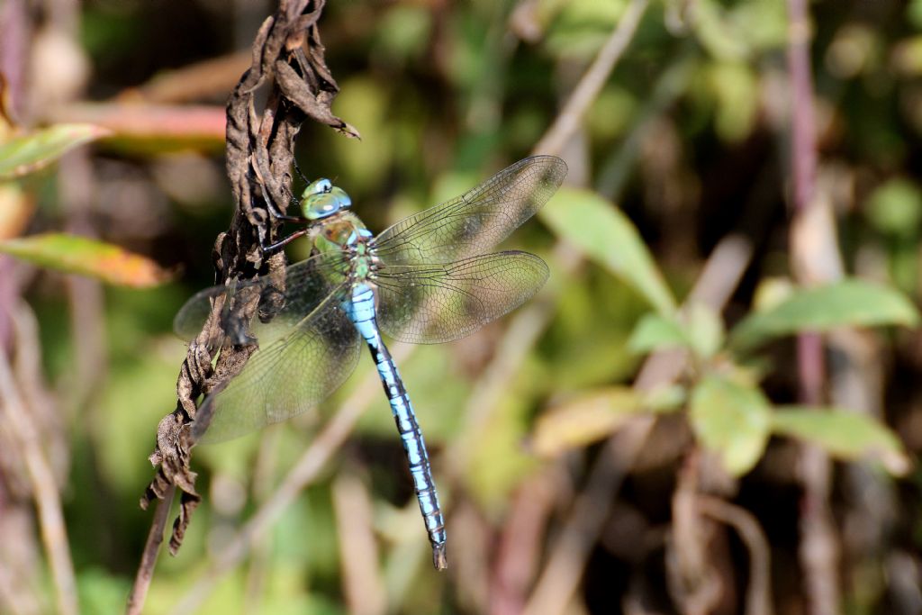 Anax imperator, maschio